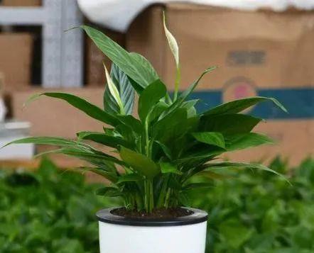 白掌根系发达的花盆种植技巧（掌握这些知识）