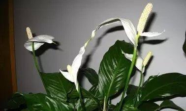 白掌花期详解（白掌开花的时间和特点）