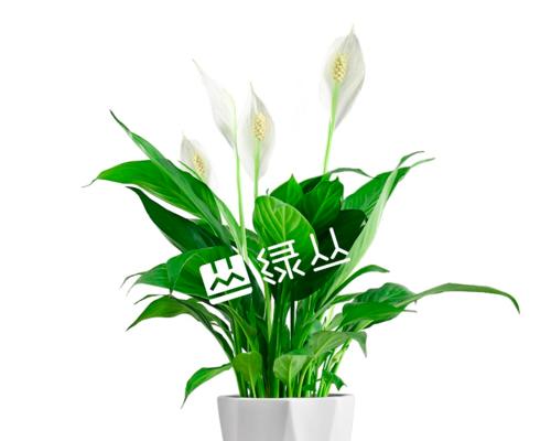 白掌花在室内养护全攻略（适合在室内养的多肉植物推荐）