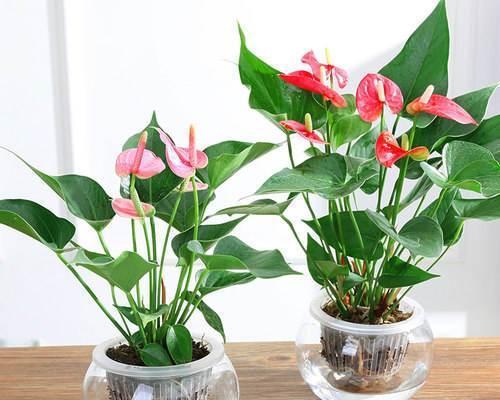 如何养护白掌花实现爆盆（白掌花的种植技巧及注意事项）