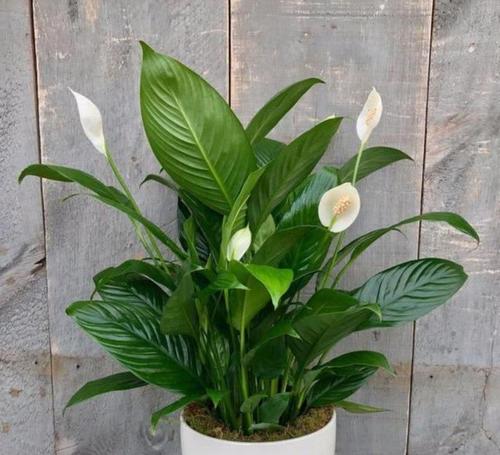 白掌花的种植与养护方法（从选择土壤到病虫害防治）