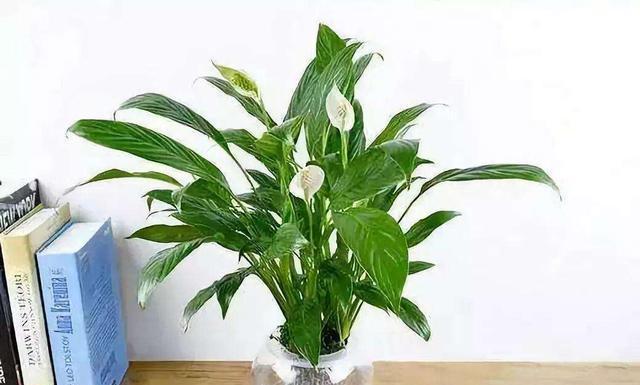 白掌花的种植与养护方法（从选择土壤到病虫害防治）