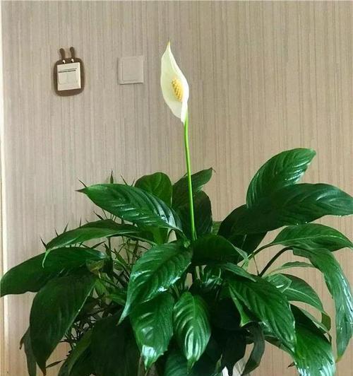 白掌如何正确浇水（浇水技巧）