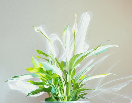 白掌开花的惊人之美（探秘白掌花的开花过程与魅力）