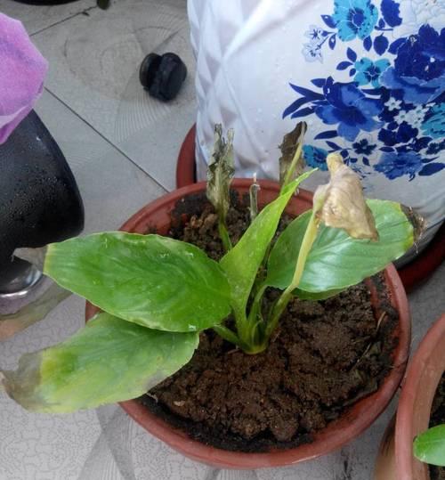 白掌开花后的正确处理方法（保养技巧）