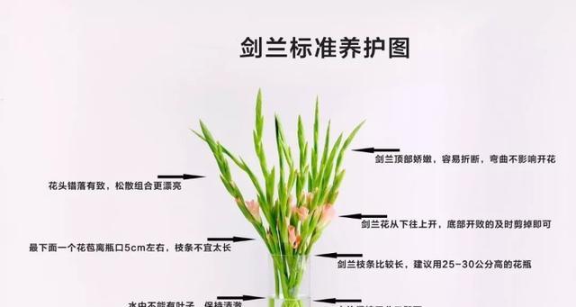 白掌浇啤酒（啤酒水对白掌的影响及浇水技巧）
