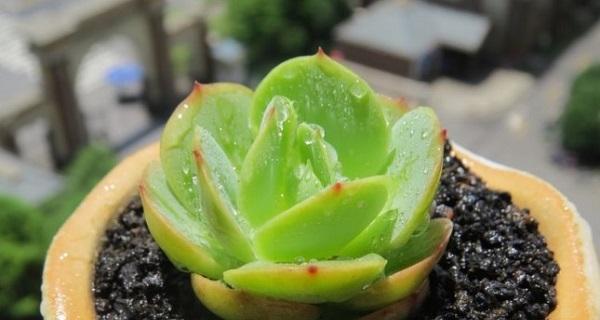 白掌可以淋雨吗（探究白掌的生长环境）