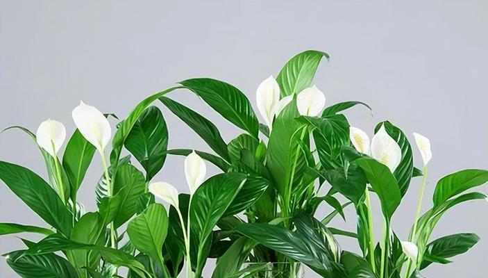 白掌与啤酒（探秘白掌植物与啤酒的关系）