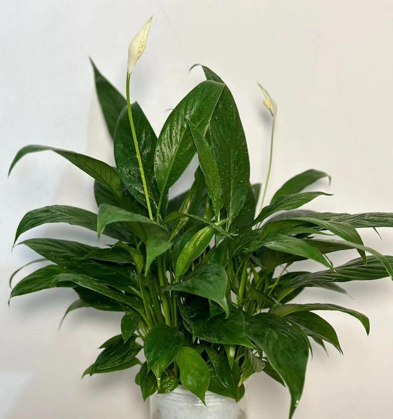 白掌养护（掌握正确的分盆时间和技巧）