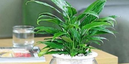 白掌水培（全面了解白掌水培）