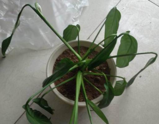 白掌叶子修剪指南（打造美丽健康的植物）