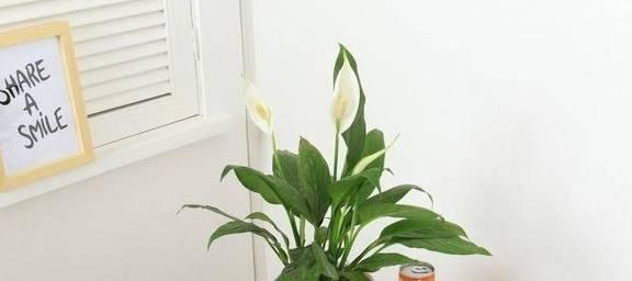 白掌修剪技巧：让你的植物焕发生机