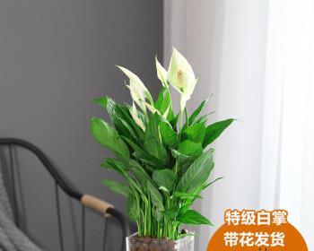白掌的家庭养法：从入门到精通