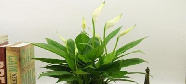 白掌的家庭养法：从入门到精通