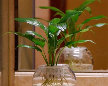 白掌水养方法详解（如何让白掌长出健康细长的枝干）