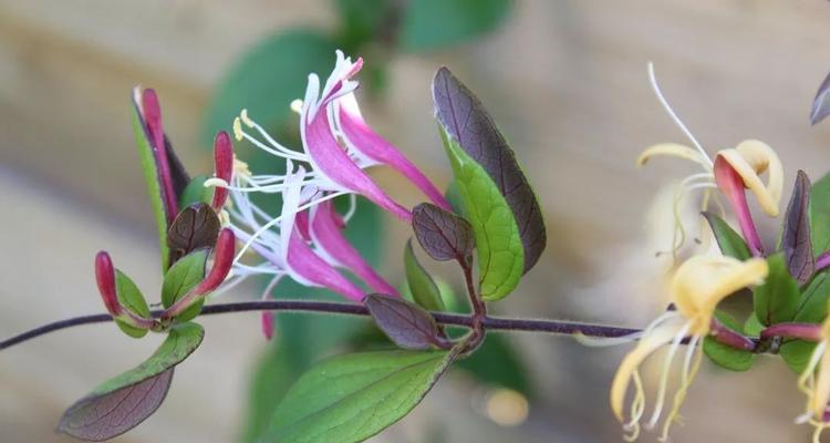 白芷的药性解析（探究白芷的热性与凉性）
