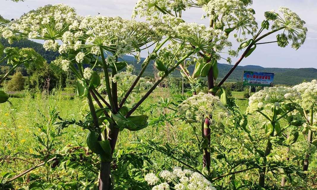 探秘白芷——一株什么根系的植物（白芷的根系结构及其特点）
