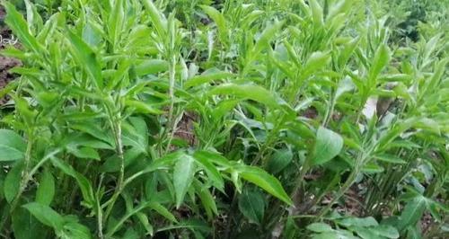 白芷的种植时间和生长周期（掌握关键期）