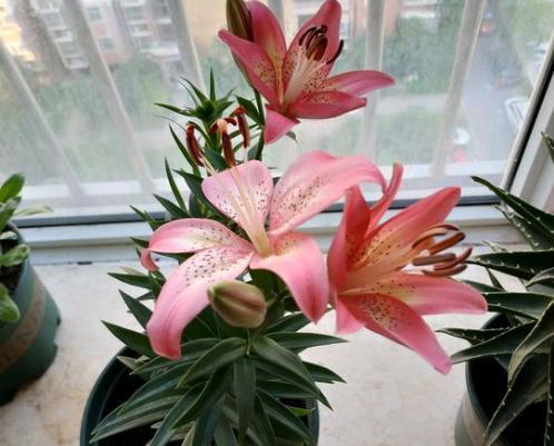 百合不开花的原因分析（揭秘百合不开花的原因）