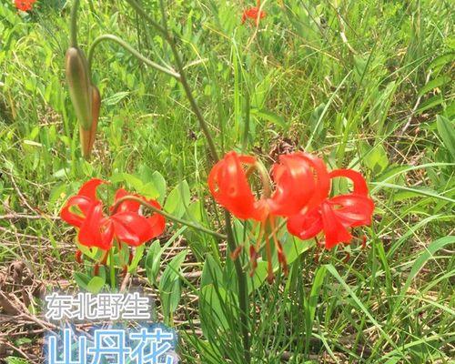 如何处理百合的根烂问题（教你正确诊断和解决百合植物的根烂病害）