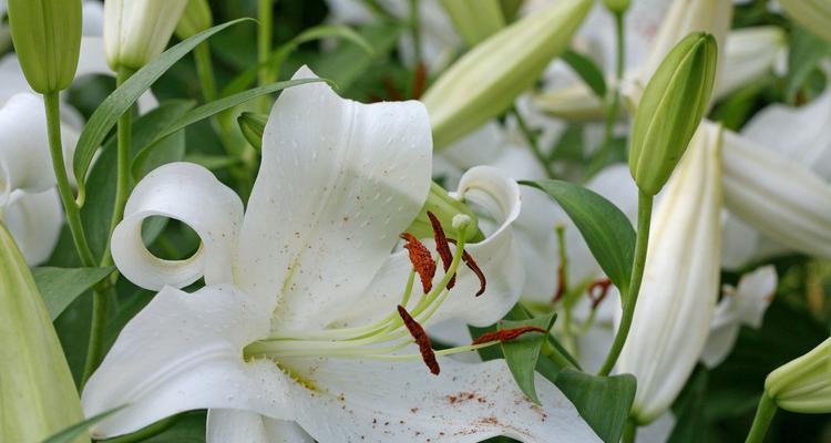 百合的花色与意义（百合的五种颜色及其象征意义）