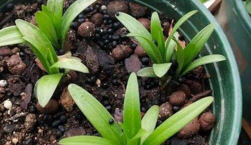 如何正确种植百合（种球选购和最佳种植时间是关键）