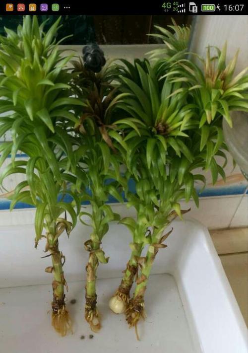 百合花的根能吃吗（百合花根的营养成分）