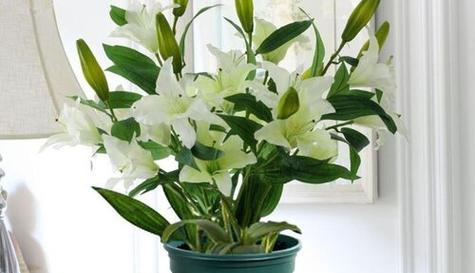 百合花的生长周期是多长时间（探究百合花的生长过程及其影响因素）