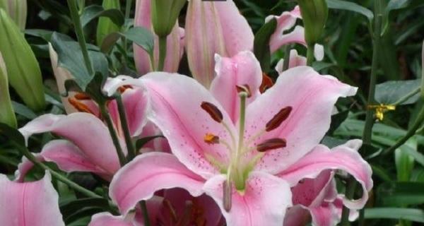 揭秘百合花的象征风水与寓意（解析百合花神秘的文化内涵）