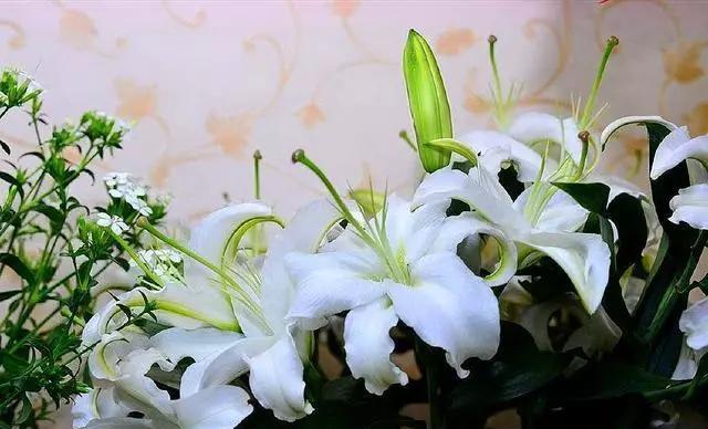 百合花的浇水频率（多久浇一次水）