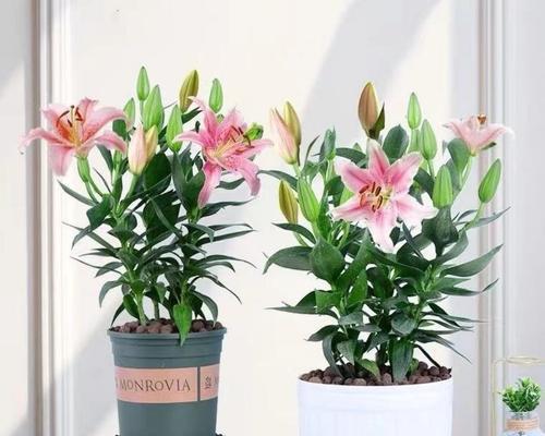 百合花养护全攻略（零基础也能养出鲜花盛放的百合花园）