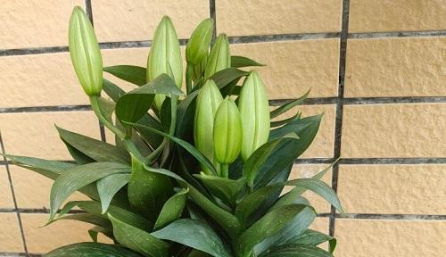 百合花养护全攻略（零基础也能养出鲜花盛放的百合花园）