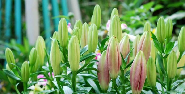 百合花的养殖方法与养护要点（百合花的种植技巧）