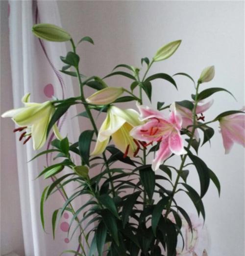 探秘百合花的生长之路（从种子到盛开）