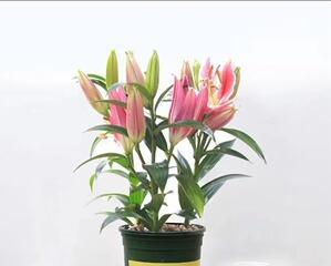 探秘百合花的生长之路（从种子到盛开）