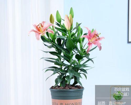 种植百合花的最佳时间（了解百合花生长的季节和环境）