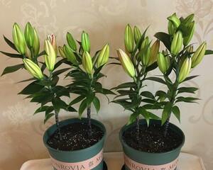 种植百合花的最佳时间（了解百合花生长的季节和环境）