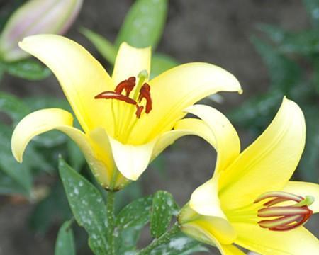 百合花能否作为食材（探究百合花的营养价值及食用方法）