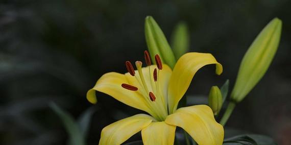 百合花能否作为食材（探究百合花的营养价值及食用方法）
