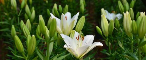 百合花耐寒度高达多少度（揭秘百合花的寒冬之道）