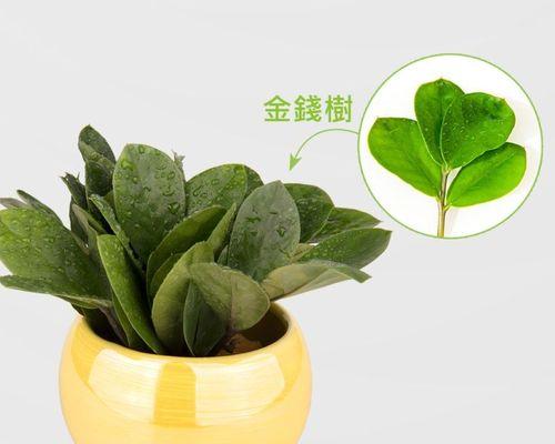 植物象征财运的奇妙力量（探索财运之道）