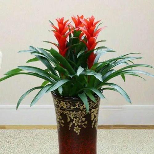 象征长寿吉祥如意的植物（美丽的寿木）