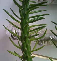 植物传承的象征意义（探索植物中的文化传承与象征意义）