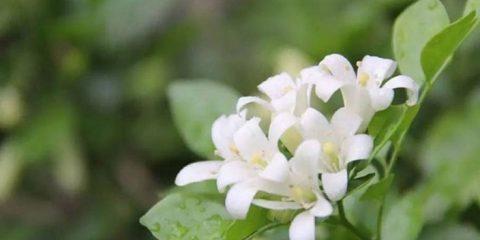 纯洁之美（追寻植物世界中的纯净之美）