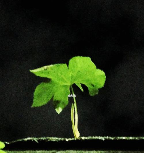 孤独之花（从花朵到荒漠）