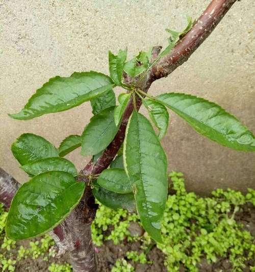 黑暗的植物（揭开黑暗植物背后的奥秘）
