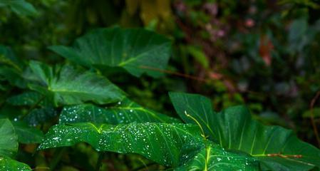 黑暗的植物（揭开黑暗植物背后的奥秘）