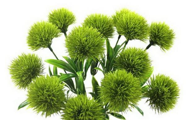 积极向上的植物，给你正能量（探索植物世界中的积极向上之美）