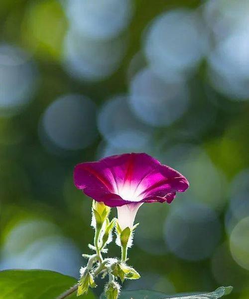 花与植物，坚强勇敢独立（在自然中找到力量）