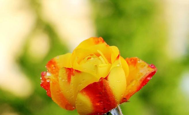 花与植物，坚强勇敢独立（在自然中找到力量）